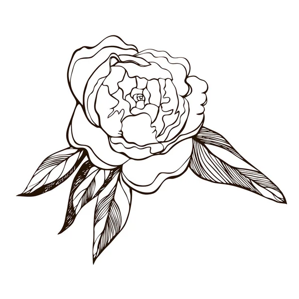 Virágzó bazsarózsa virág. Kézzel rajzolt vázlat illusztrációja virágzó pünkösdi rózsa. Gravírozott tinta bazsarózsa virág vázlat. gyönyörű virágzó bazsarózsa elszigetelt fehér háttér. fekete-fehér virágos betűs. — Stock Fotó