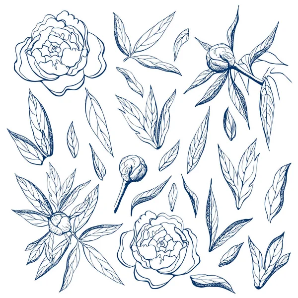 잉크 무료 손으로 그린 모란 컬렉션입니다. 종이에 꽃과 잎의 연필 스케치. 꽃, 가지, 싹과 모란 큰 세트의 잎. 다양 한 조각 모란 윤곽 그래픽 빈티지 스타일 — 스톡 사진