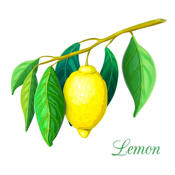 Ветка лимонного дерева с желтым лимоном и зелеными листьями, изолированными на белом. Иллюстрация лимонного растения. векторная ветвь тропических цитрусовых с фруктами. набросок лимонной ветки. реалистичный лимон на ветке . — стоковый вектор