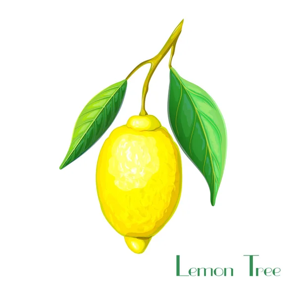 Rama realista de limonero con limón amarillo y hojas verdes aisladas en blanco. Ilustración planta limón. vector de mano dibujado rama de cítricos tropicales con frutas. dibujo rama de limón . — Vector de stock