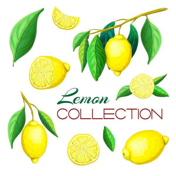 El çizilmiş taze limon meyveleri beyaz izole. Farklı vektör limon takımı, yaprakları ile, bütün, yarım kesilmiş, parçaları limon dilimlenmiş. Canlı sulu olgun narenciye koleksiyonu. — Stok Vektör