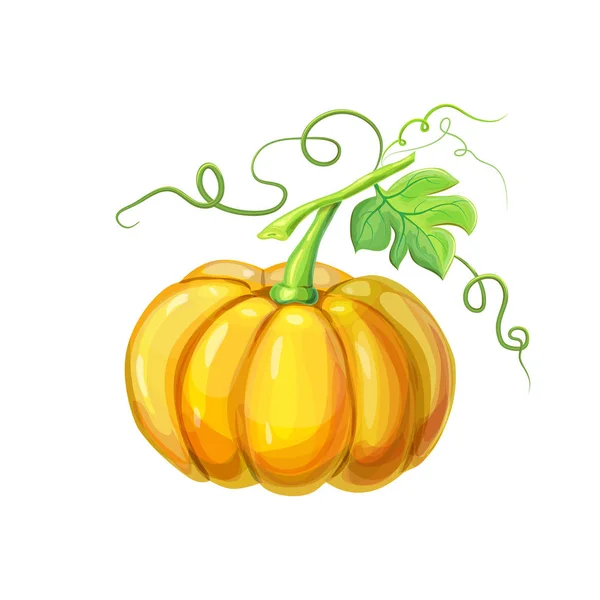 Laranja grande abóbora madura realista com caule, folhas verdes e tendris encaracolados isolados em branco. bela mão desenhada outono halloween ou ação de graças abóbora brilhante pumpkin.detailed no estilo dos desenhos animados —  Vetores de Stock