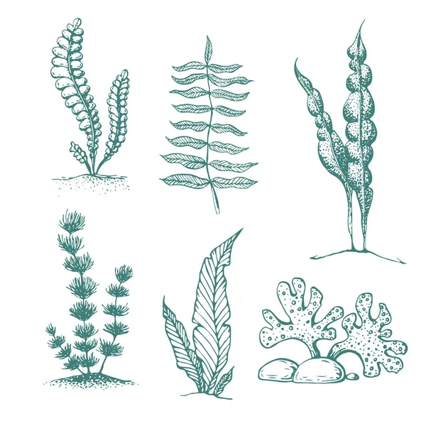 Mürekkep el çizilmiş yosun koleksiyonu. çeşitli sualtı deniz bitkileri ve yosun. Oyulmuş deniz bitkileri ve yosun Vintage koleksiyonu. Akvaryum bitkileri koleksiyonu. yosun çizim siluetleri. — Stok fotoğraf