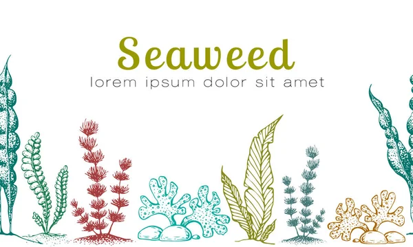 Vector horizontal seamless seaweed banner. vintage background with engraved seaweeds, corals and reef. underwater natural hand drawn elements. Vintage seaweed collection. Wedding or ad template design — Stock Vector