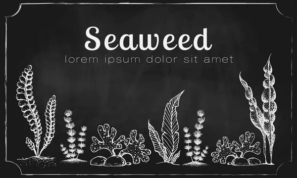 Vector horizontal seaweed banner. vintage background with engraved seaweeds, corals and reef. underwater natural hand drawn elements. Vintage seaweed collection. Wedding or ad template design. — Stock Vector