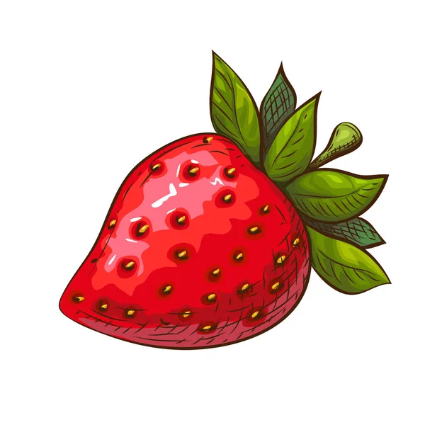 Handgezeichnete rote reife saftige Erdbeere Illustration isoliert auf weiß. Vektorfarbene Skizze von schmackhaften roten Beeren. süße Frucht-Ikone im Retro-Stil für Banner, Logo, Menü- und Marktdesign. — Stockvektor