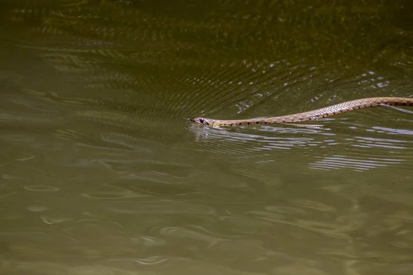 Serpente Água — Fotografia de Stock