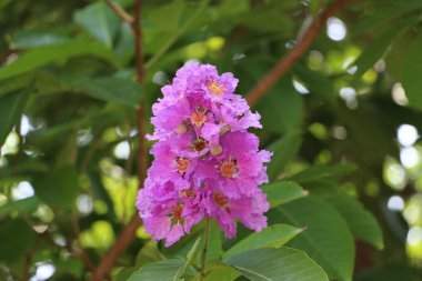 Mavi çiçekler. Güzel, üstün.