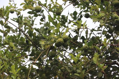Turuncu turunçgil tarlaları ve sıra sıra portakal ağaçları 