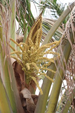 Ağaçta hindistan cevizi