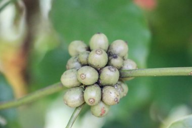  Tayland 'da Doi Chaang' da kahve ağacı üzerine Arap kahvesi.