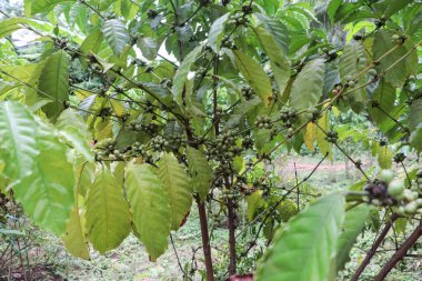  Tayland 'da Doi Chaang' da kahve ağacı üzerine Arap kahvesi.