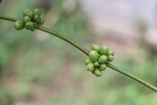 Arabicas Coffee Tree Coffee Tree Doi Chaang Thailand — Stock Photo, Image