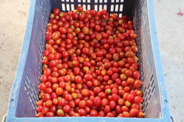 Delicious Red Tomatoes Summer Tray Market Agriculture Farm Full Organic — Stock Photo, Image