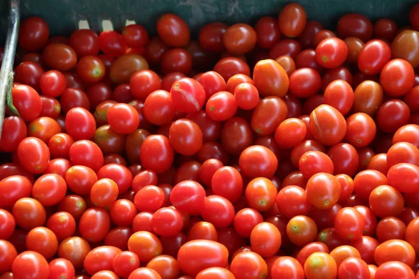 おいしい赤いトマト 有機野菜でいっぱいの夏のトレイ市場農業それは背景として使用することができます — ストック写真