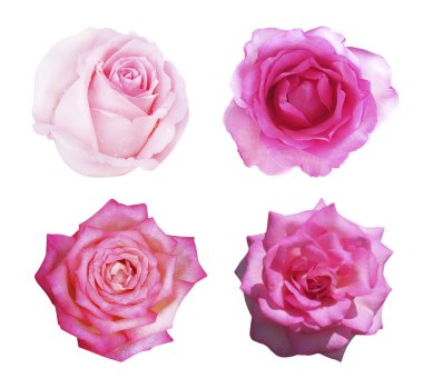 Pembe gül izole üzerinde beyaz arka plan kümesi