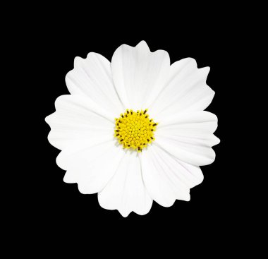 Siyah arka plan, yumuşak odak ve kırpma yolu izole beyaz cosmos çiçek