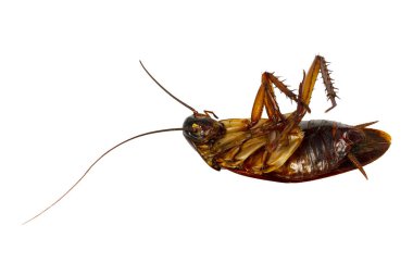 Hamam böceği ölüm beyaz arka plan üzerinde