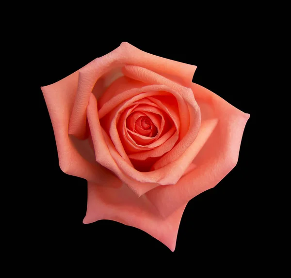 Оранжевая Роза Изолирована Черном Фоне Мягкий Фокус Обрезной Путь — стоковое фото