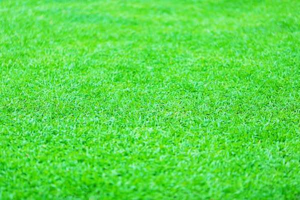 緑の新鮮な草のテクスチャまたはあなたの設計のための背景 — ストック写真