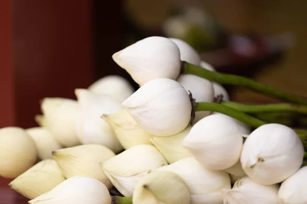 Lotus Blanc Pour Budda Dans Temple — Photo