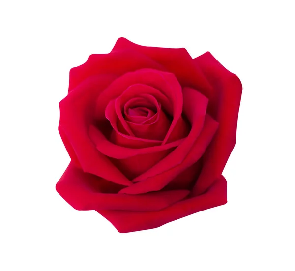 Rosa Rossa Isolata Sfondo Bianco Percorso Ritaglio Messa Fuoco Morbida — Foto Stock