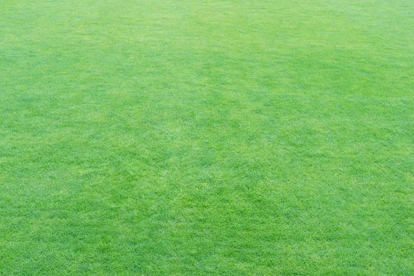 Grünes Frisches Gras Textur Oder Hintergrund Weicher Fokus Für Ihr — Stockfoto