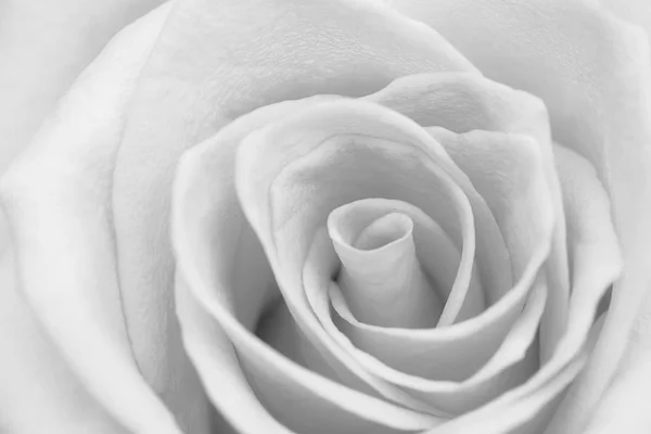 Крупный План Серый Цветок Розы Мягкий Фокус — стоковое фото
