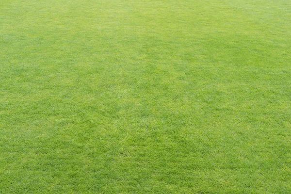 Grünes Frisches Gras Textur Oder Hintergrund Weicher Fokus Für Ihr — Stockfoto