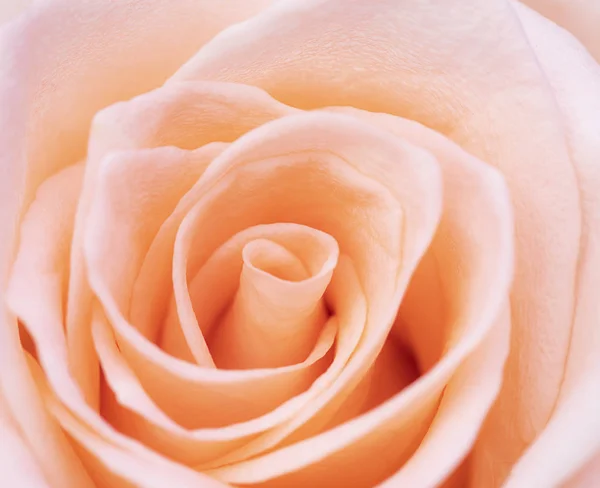 Primer Plano Naranja Rosa Flor Suave Foco —  Fotos de Stock