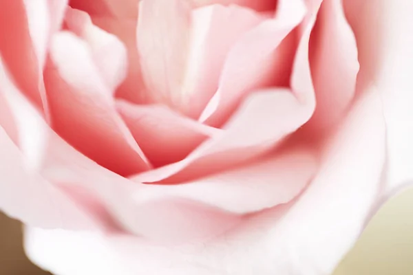 Εσωτερικη Ροζ Τριαντάφυλλο Λουλούδι Απαλή Εστίαση — Φωτογραφία Αρχείου