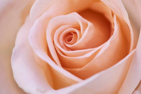 Gros Plan Orange Rose Fleur Soft Focus — Photo