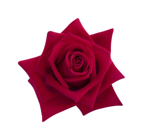 Červená Růže Izolovaných Bílém Pozadí Ořezové Cesty Měkké Zaměření — Stock fotografie