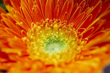 Turuncu Kasımpatı çiçeği yumuşak odak kadar kapatın