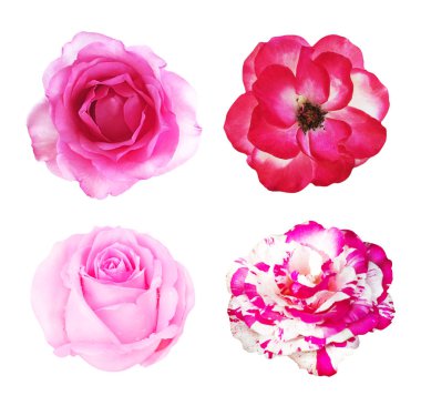 Pembe koleksiyonu beyaz arka planda izole gül, yumuşak odak