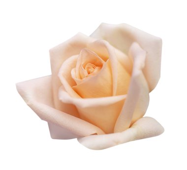 Pembe gül beyaz arkaplanda izole edilmiş, kırpma yolu ve - yumuşak odak