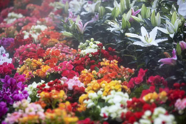 Prachtige Bloemen Mistige Tuin — Stockfoto