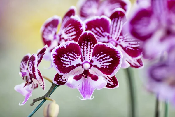 Nahaufnahme Rosa Orchidee Gaden — Stockfoto