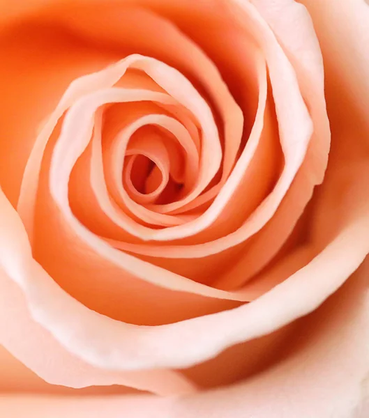 Gros Plan Orange Rose Fleur Soft Focus — Photo