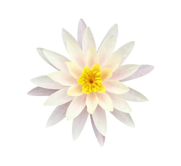 Růžový Lotos Flower Izolovaných Bílém Pozadí Měkké Zaostření Ořezová Cesta — Stock fotografie