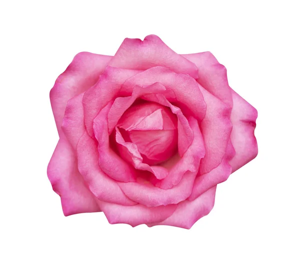 粉色的玫瑰 白色的背景 软焦点和剪切路径上孤立 — 图库照片