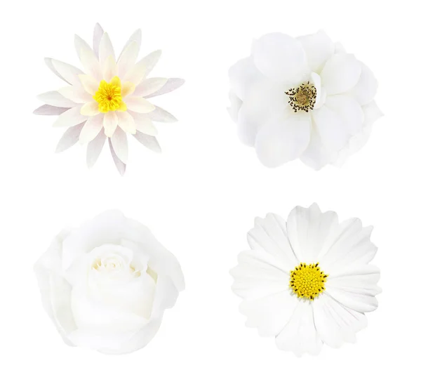 Coleção Flor Branca Isolada Fundo Branco Foco Suave Clipping Pat — Fotografia de Stock