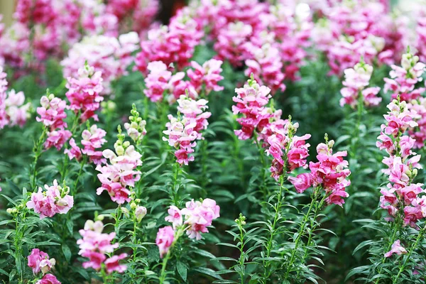 Roze Bloem Gaden — Stockfoto