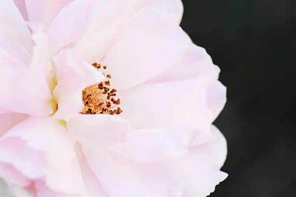 Primo Piano Rosa Rosa Fiore Soft Focus — Foto Stock