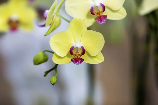 Close-up yellow orchid in the gaden
