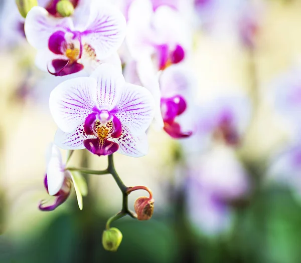 Pembe orkide içinde the gaden — Stok fotoğraf