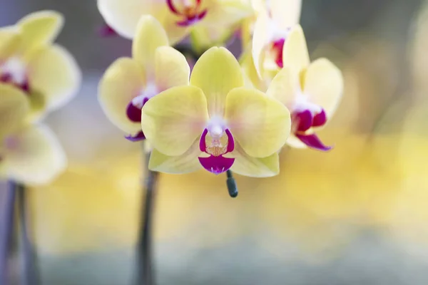 Gele orchidee in de tuin — Stockfoto