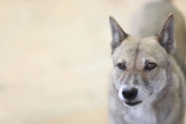 Tatlı sarı renk arka plan üzerinde köpek gri standı, 13 yaşında, s