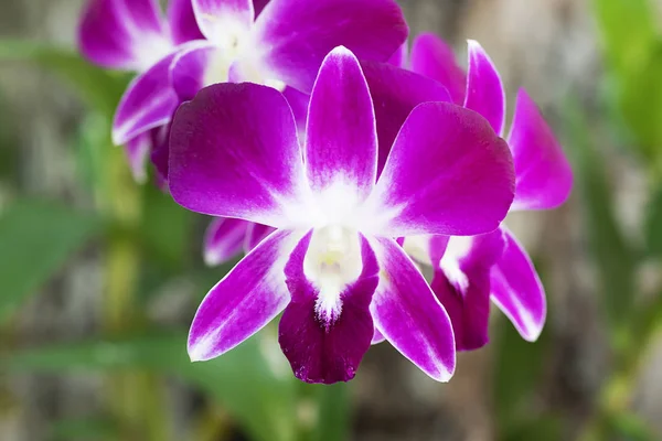 Rosa orkidé i Gaden — Stockfoto