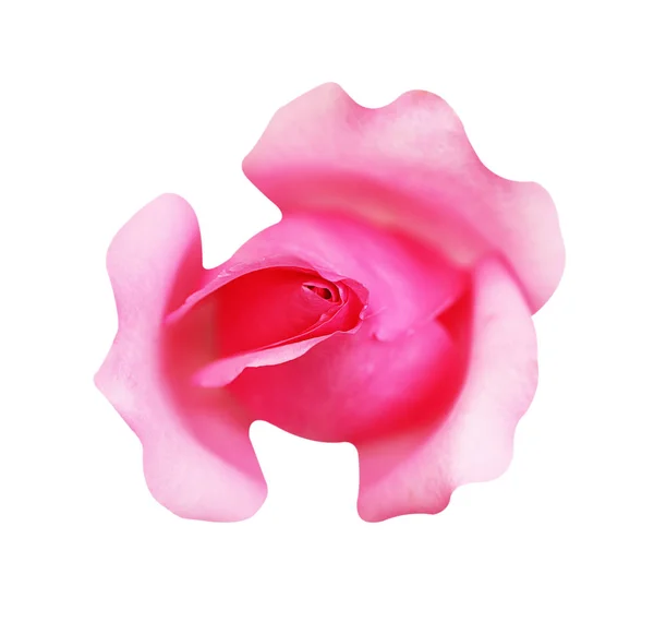 Pink rose flower isolated on white background, soft focus and cl — Stock Photo, Image